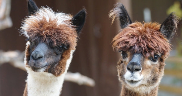 Alpaca