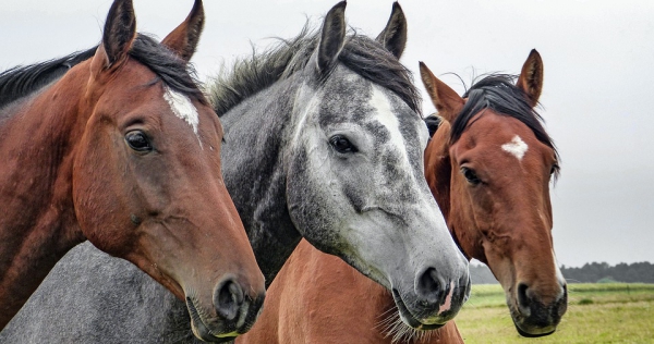 Paard
