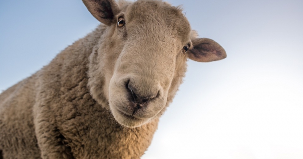 Schaap & geit