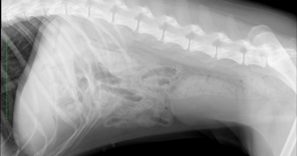 Radiologie