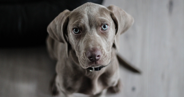 Hond