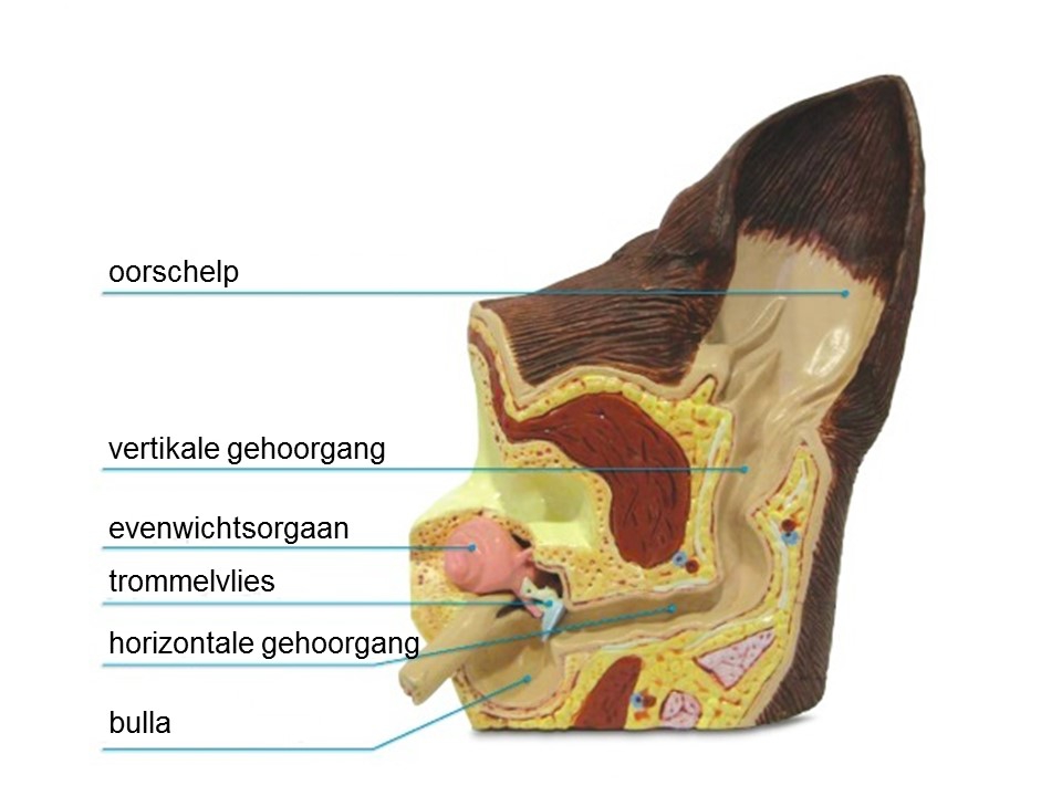 A7 Noord dierenartsen normaal oor