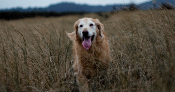 Formulier Senior begeleiding hond