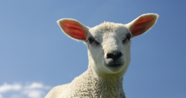 Behandelplan voor schapen