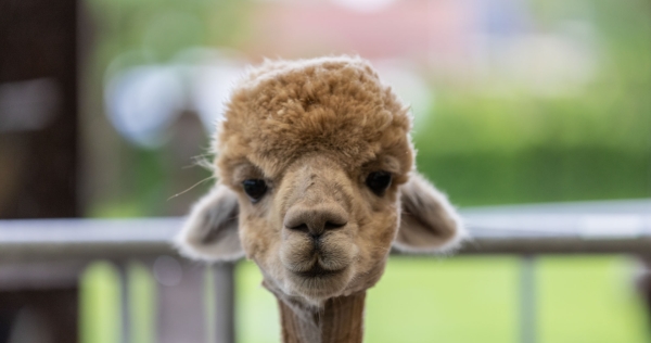 Alpaca