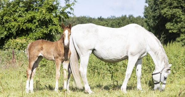 Paard