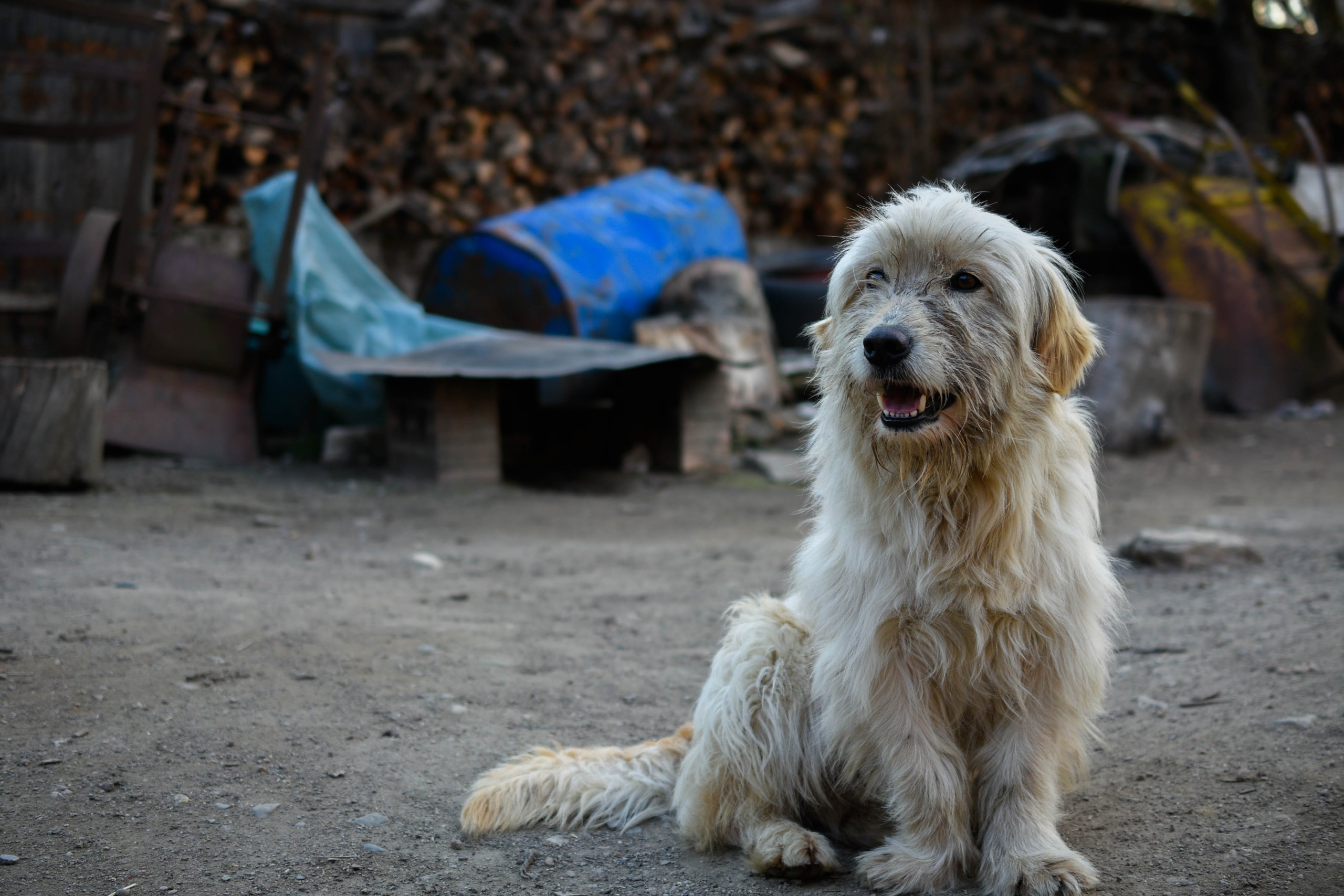 Zwerfhond Uit Het Buitenland Adopteren A7 Noord Dierenartsen BV zwerfhond-uit-het-buitenland-adopteren-a7-noord-dierenartsen-bv