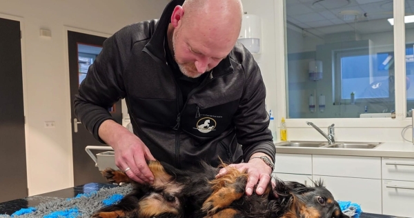Fysiotherapie voor honden in Burgum