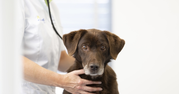 Formulier narcose hond