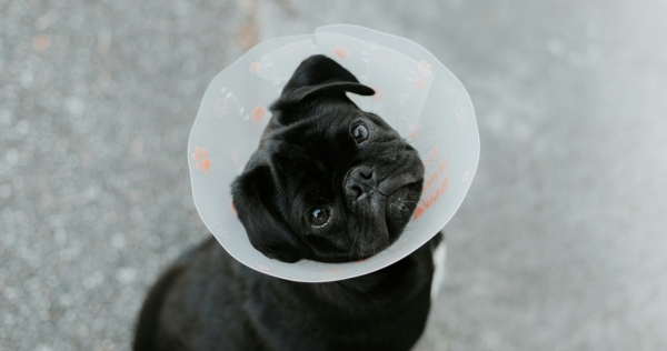 Veel gestelde vragen